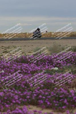 media/Jan-14-2023-SoCal Trackdays (Sat) [[497694156f]]/Turn 14 Exit Bloomig (145pm)/